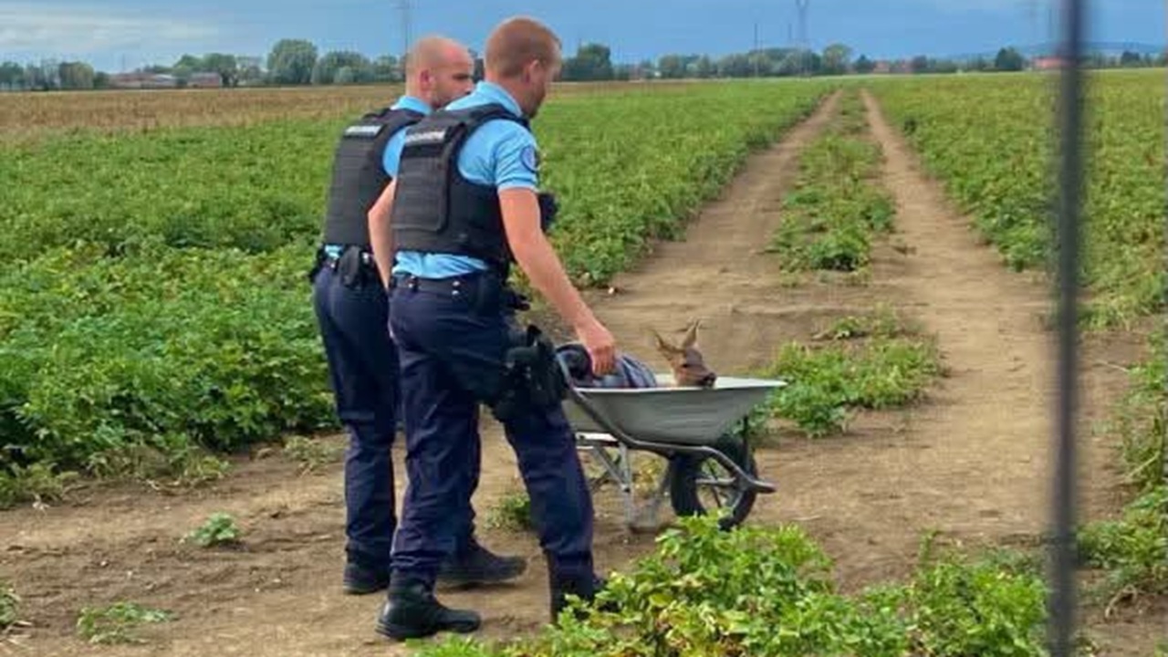 Chevreuil secouru par des gendarmes