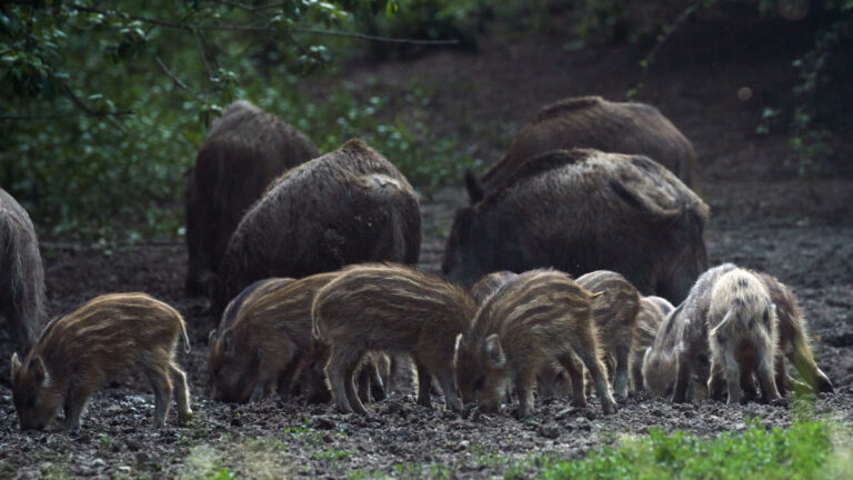 Fontainebleau : les zones sans chasse, futurs refuges à sangliers ?