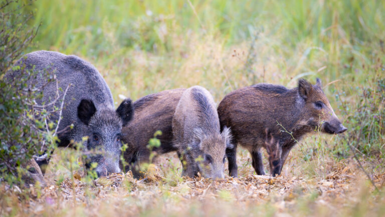 Sangliers : peut-on refuser la chasse et faire payer les chasseurs ?