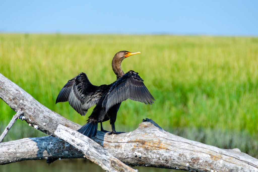 Grand Cormoran