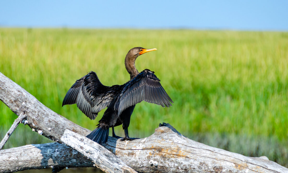 Grand Cormoran