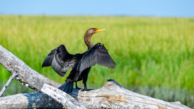 Somme : 567 grands cormorans pourront être régulés en eaux libres