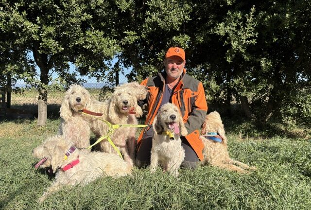 Briquet griffon vendéen : Tony Marmolle raconte sa meute et sa chasse au sanglier