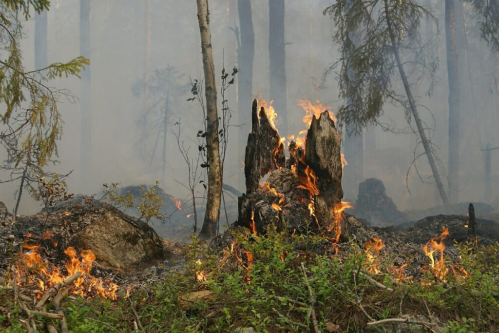 Incendie de forêt