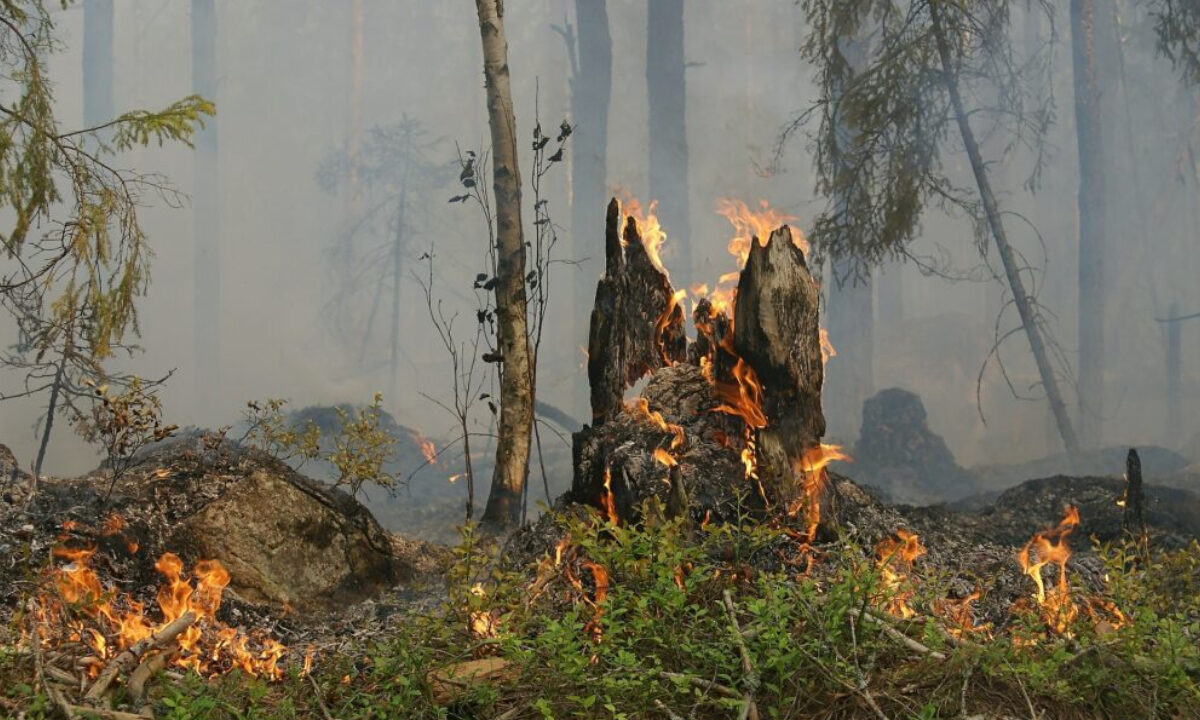 Incendie de forêt