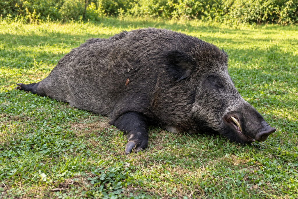 Keiler de 206 kg prélevé dans la Marne le 26 sept 2026