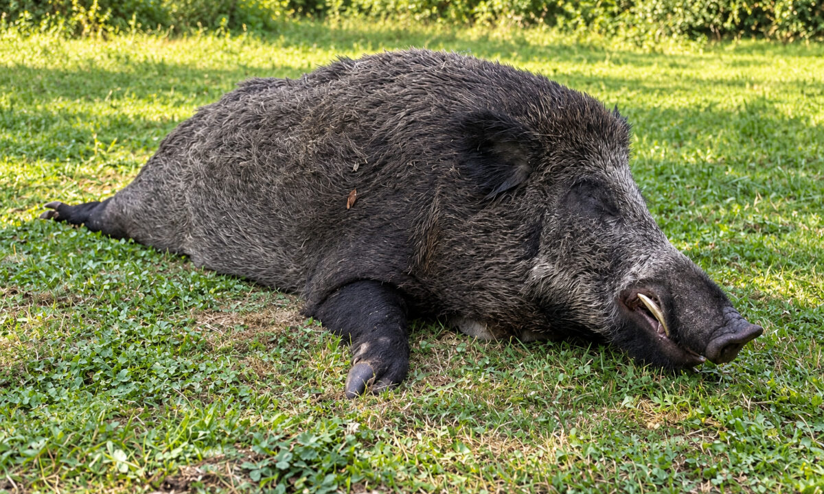 Keiler de 206 kg prélevé dans la Marne le 26 sept 2026
