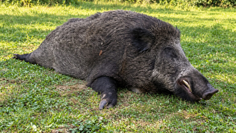 Marne : un sanglier de 206 kg en battue, troisième plus gros de France !