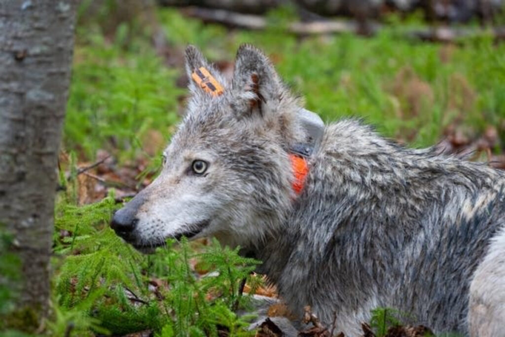 Loup équipé d'un GPS