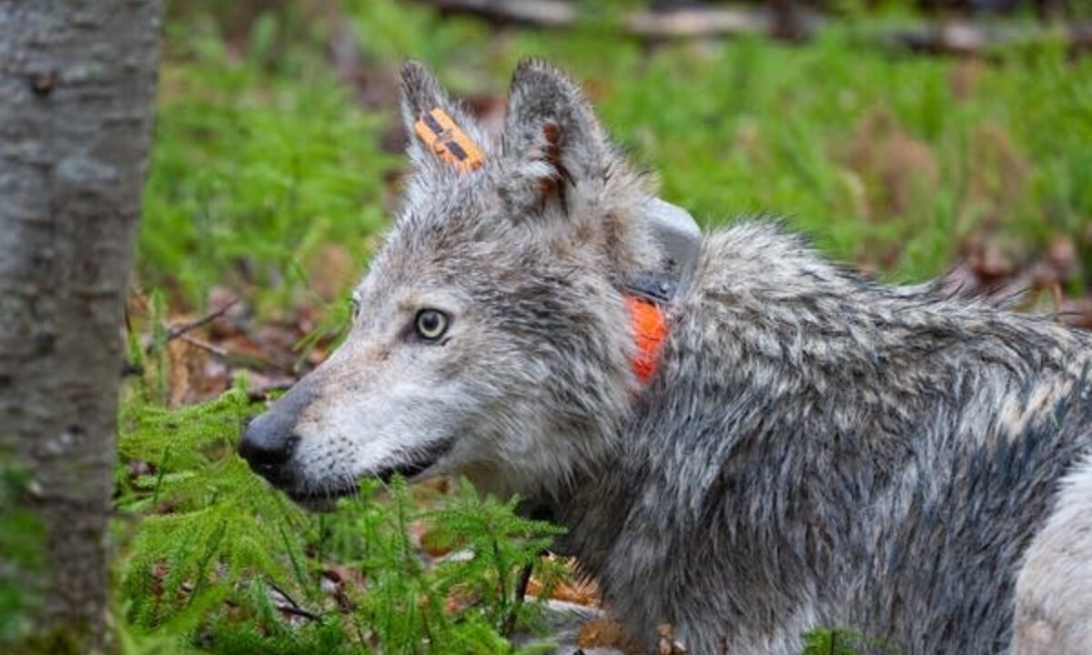 Loup équipé d'un GPS