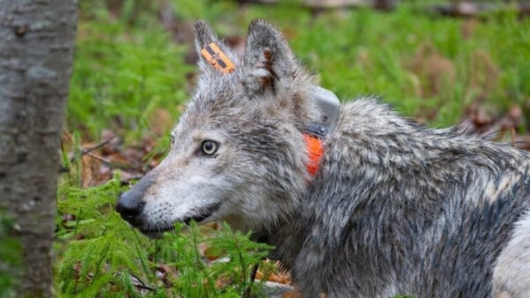 Des loups sous GPS ? Une solution techniquement lourde à déployer
