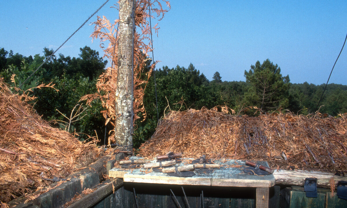 Palombière