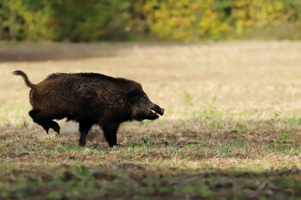 Sanglier