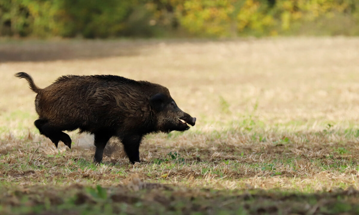Sanglier