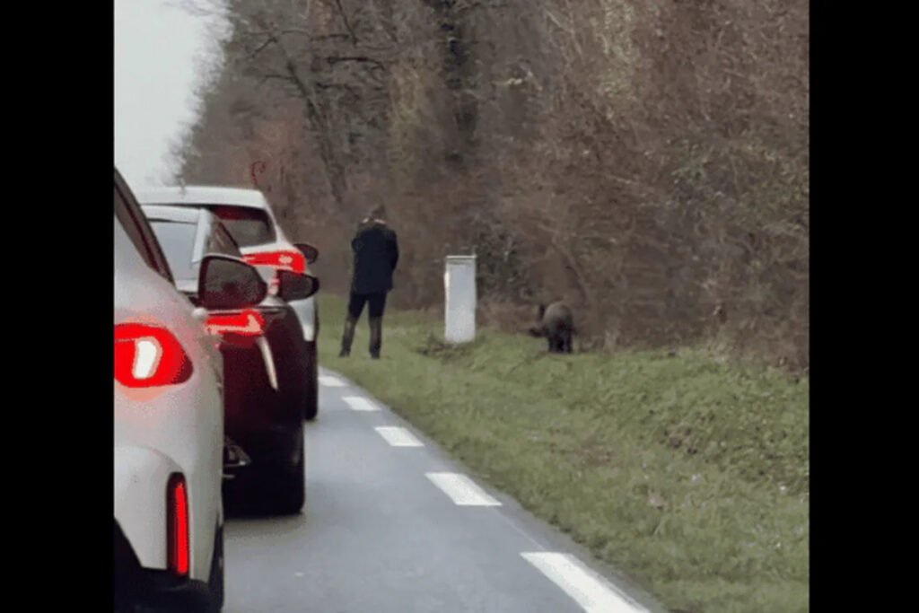Sanglier achevé au bord d'une route de l'Indre