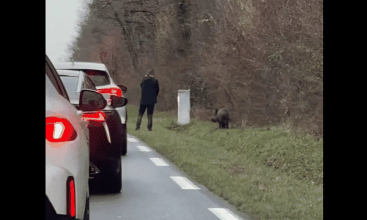 Sanglier achevé au bord d'une route de l'Indre