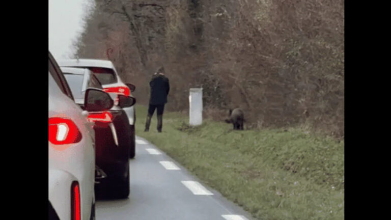 Affaire du sanglier achevé au bord d’une route de l’Indre: Le chasseur relaxé