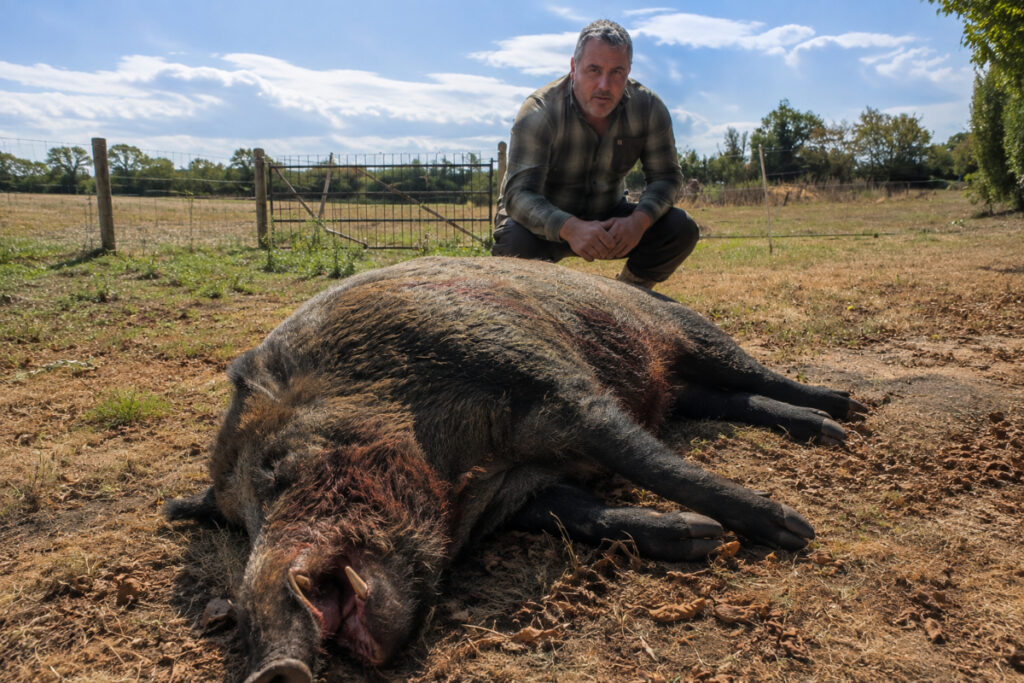 Sanglier de 171 kg prélevé dans l'Eure