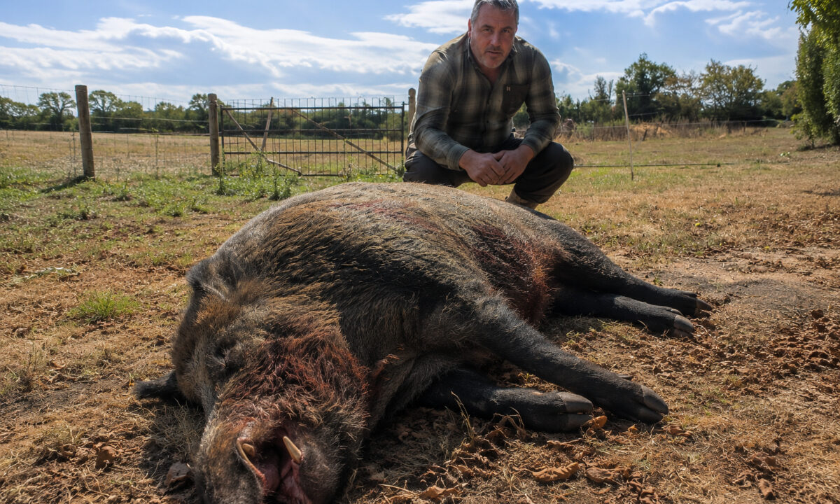 Sanglier de 171 kg prélevé dans l'Eure