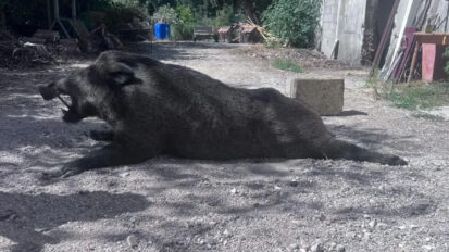Gard : un sanglier de 130 kg prélevé et sa venaison partagée