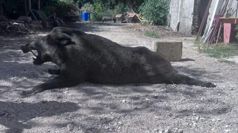 Gard : un sanglier de 130 kg prélevé et sa venaison partagée