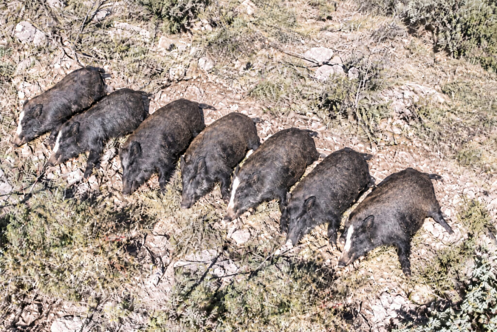 Sangliers abattus en Corse et laissés abandonnés