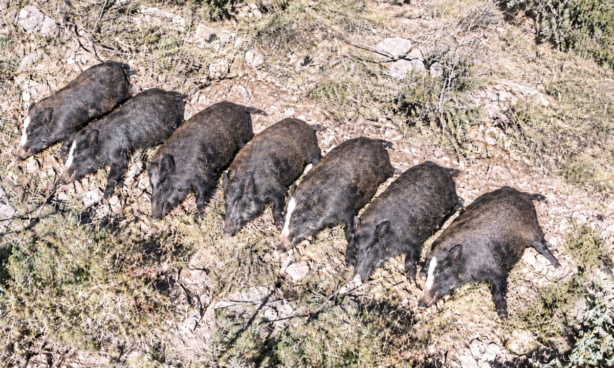 Sangliers abattus en Corse et laissés abandonnés