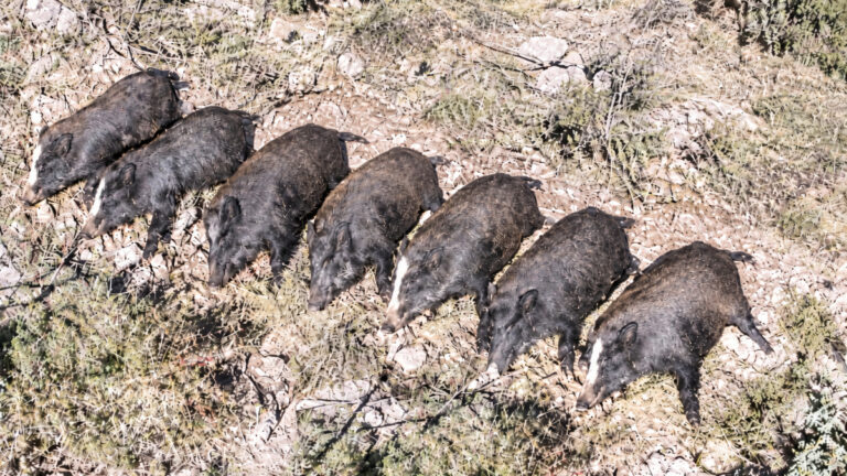 Colère des chasseurs corses : 7 sangliers abattus, alignés puis abandonnés près du GR20