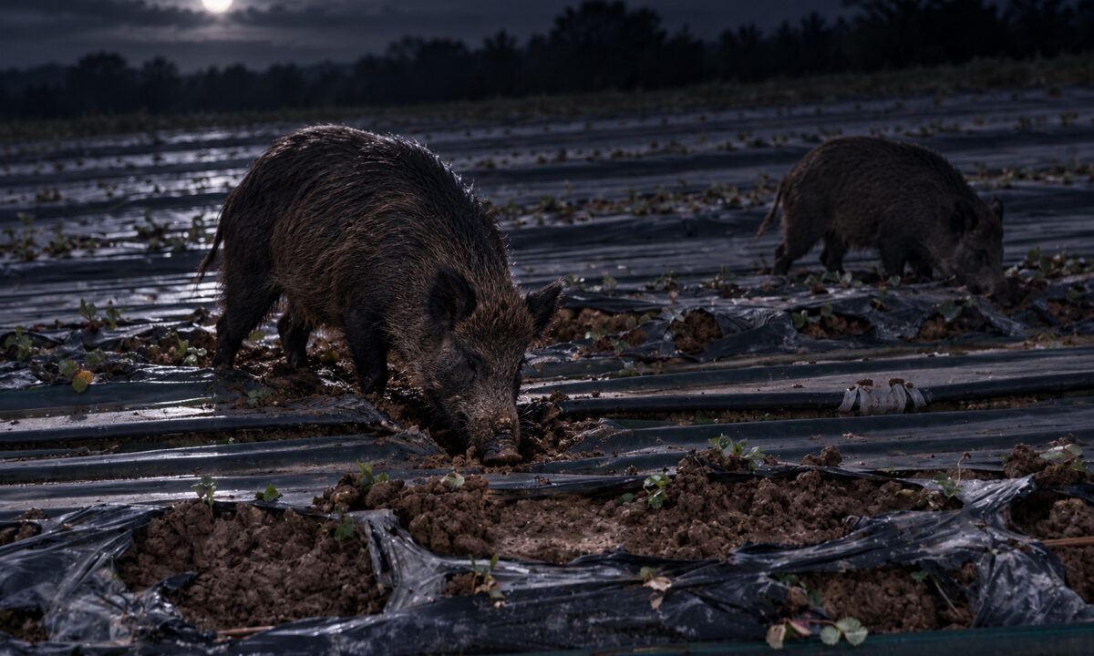 Sangliers dévastant une culture de fraises