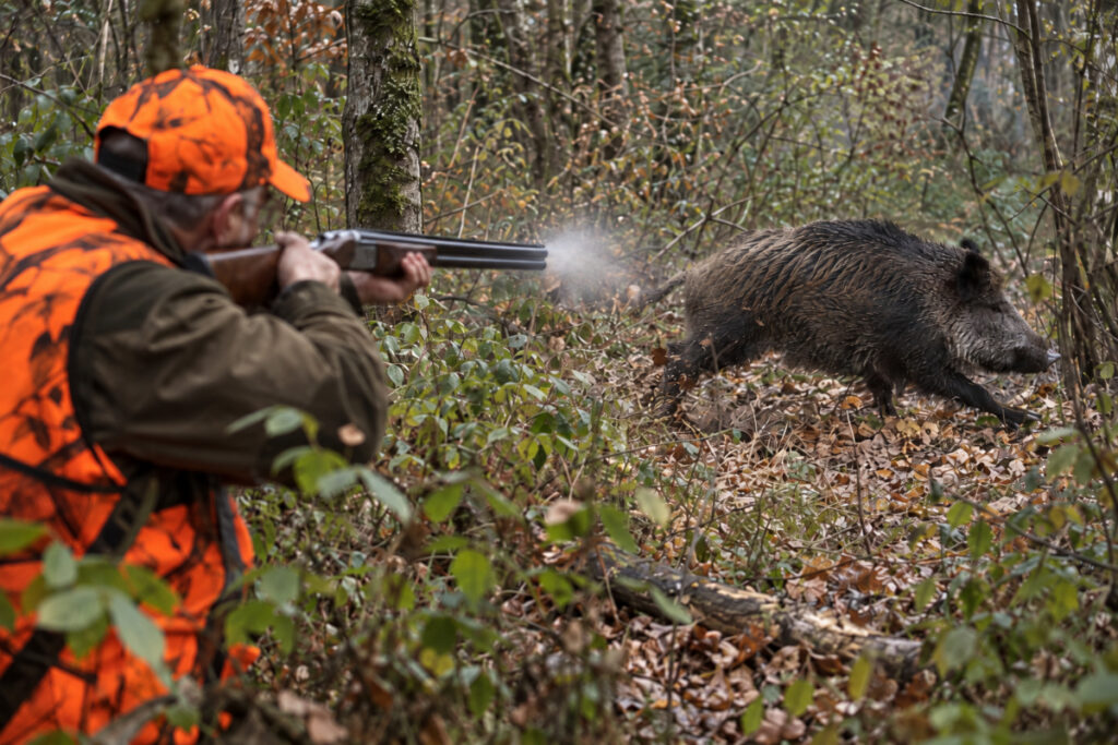 Tir au fusil sur sanglier