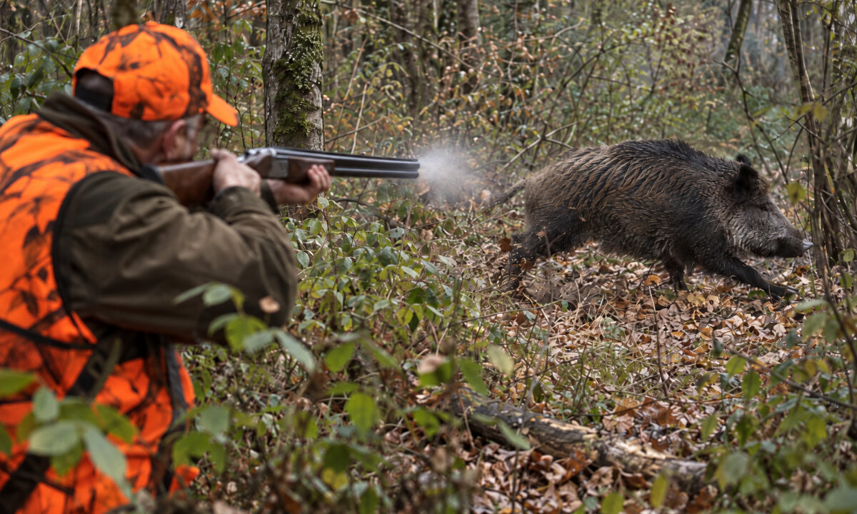 Tir au fusil sur sanglier