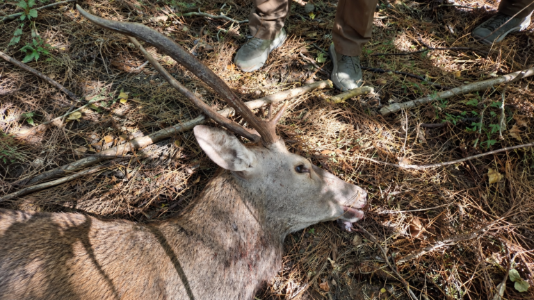 Un cerf à 3 mètres avec un calibre 20 : le récit d’une battue pas comme les autres