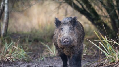 Aisne: Faut-il interdire l’agrainage pour réduire les populations de sangliers ?
