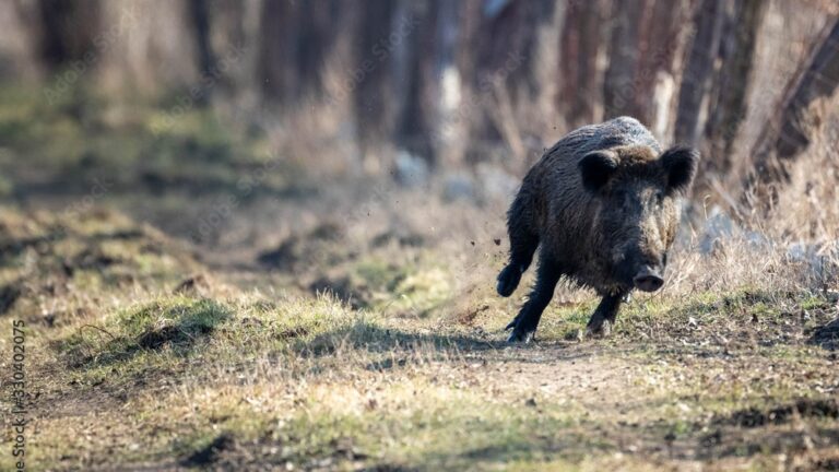 Pourquoi un sanglier peut-il encore courir après un tir mortel ?