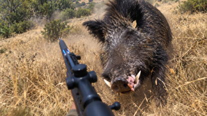 Chargé et blessé par un énorme sanglier, un chasseur se relève et repart en chasse