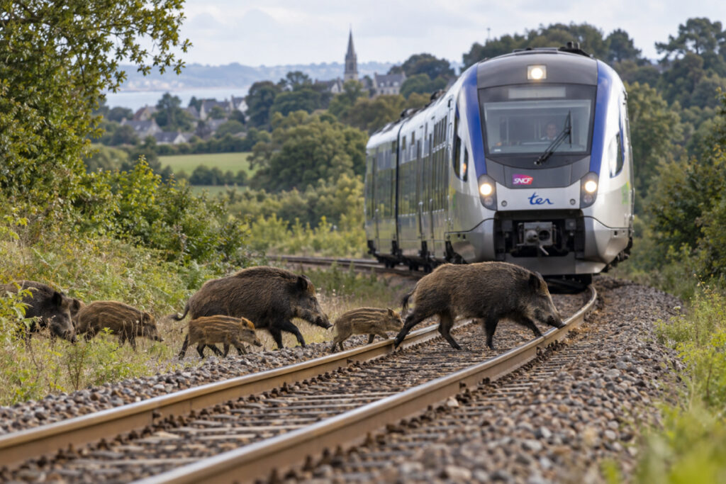 Collision train avec des sangliers