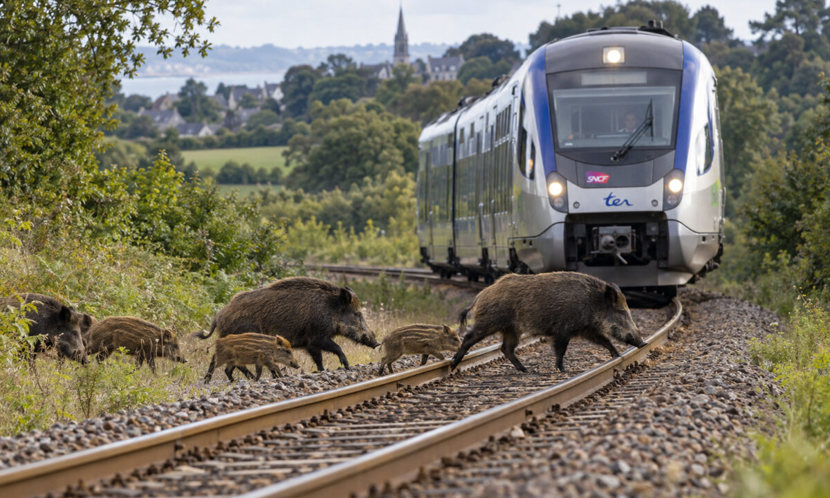 Collision train avec des sangliers