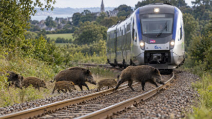 Morbihan : un trail annulé pour une battue demandée par la SNCF