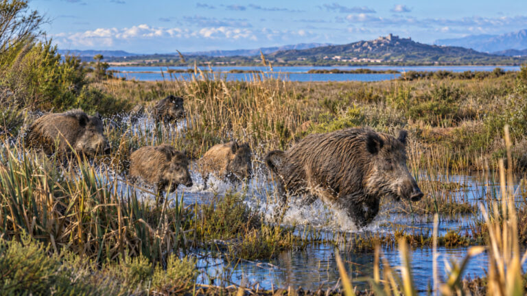 Aude : des battues aux sangliers pour protéger un espace naturel