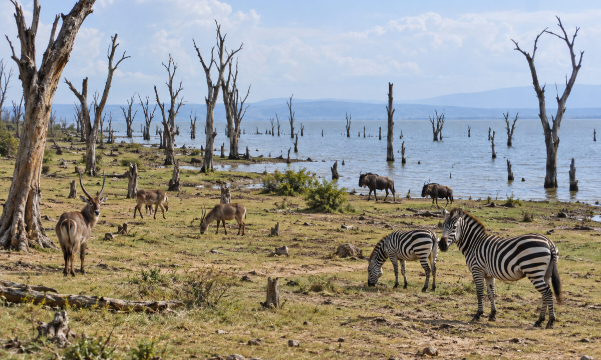 Crescent Island lac Naivasha Kenya