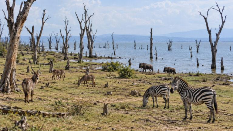 Sans régulation, la faune sauvage peut finir par détruire son propre milieu