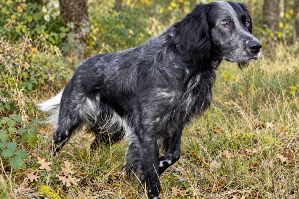 Linette, épagneul bleu de Picardie
