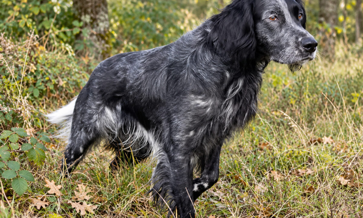 Linette, épagneul bleu de Picardie