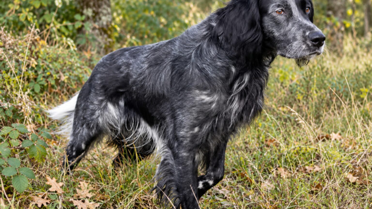 Épagneul bleu de Picardie : Linette, la chienne inoubliable