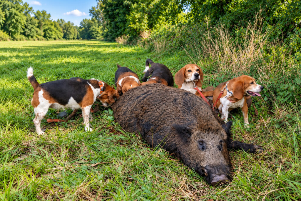 Les beagle de Ronan avec leur sanglier de 163 kg