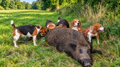 Bretagne : un sanglier de 163 kg prélevé devant les beagles de roro chasse 22 !