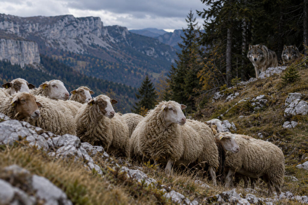 Loups en situation d'attaque sur des ovins
