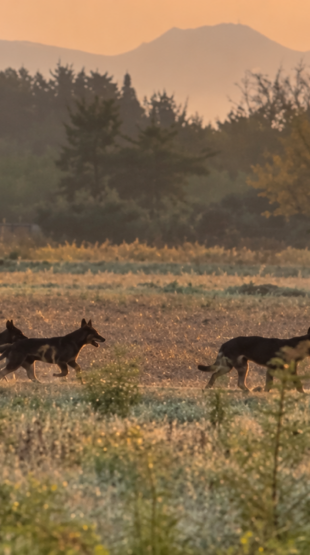 Une meute de loups filmée près d&rsquo;une déchetterie dans le Var !