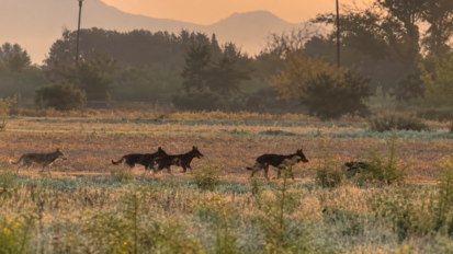 Une meute de loups filmée près d&rsquo;une déchetterie dans le Var !