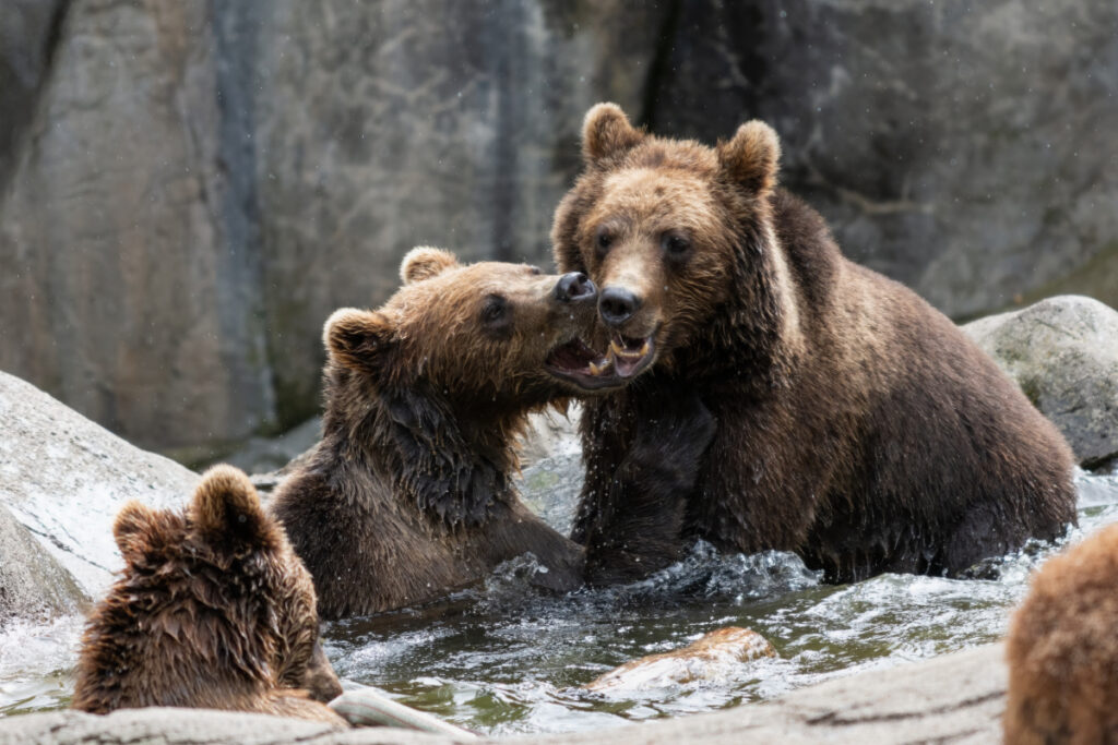 Ours bruns